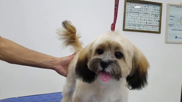 VEM COMIGO NA TOSA DA CARINHA REDONDA NO LHASA APSO