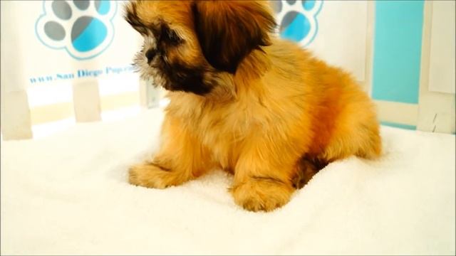 Lhasa Apso Puppies for Sale! смотреть онлайн