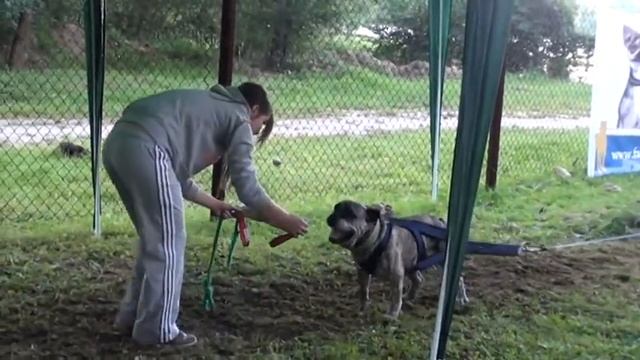 Ebra Ca De Bou Weight Pulling 1000 Kg II Pitbull Show Przysucha