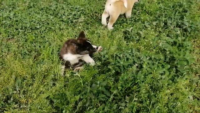 Акита Ину. 2 месяца, девочки Свободны для продажи.