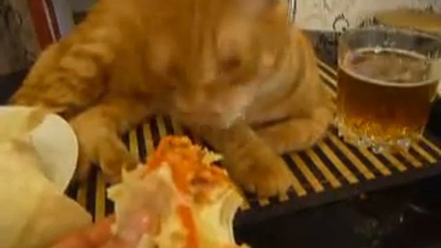 кот-гурман ест шаурму смотреть онлайн