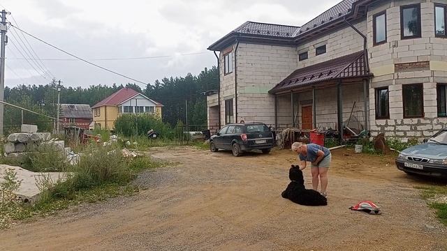 Комплекс. Команды общего послушания. Элемент из общего курса дрессировки (ОКД). Город Реж на Урале. смотреть онлайн