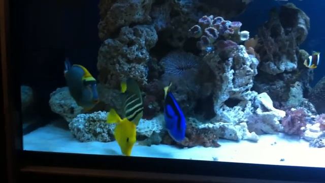 Acuario reef peces y corales Sun Sun de 600 l más sump de 200. 1 mes смотреть онлайн