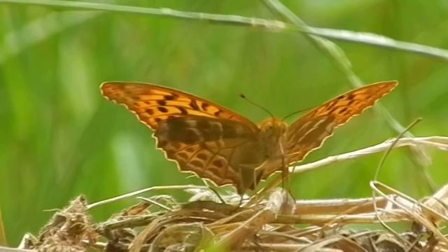 silver-washed fritillary смотреть онлайн