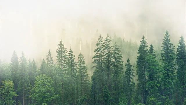 Rain Sounds to Sleep, Study, Relax, Reduce Stress, help insomnia смотреть онлайн