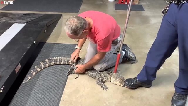 Couple stunned after alligator broke into their home through the DOGGY DOOR | SWNS смотреть онлайн
