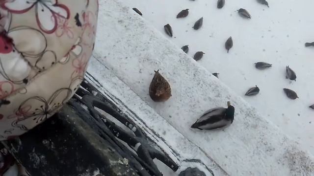 Настя кормит уток на Булаке зимой. Nasty's feeding ducks in winter смотреть онлайн