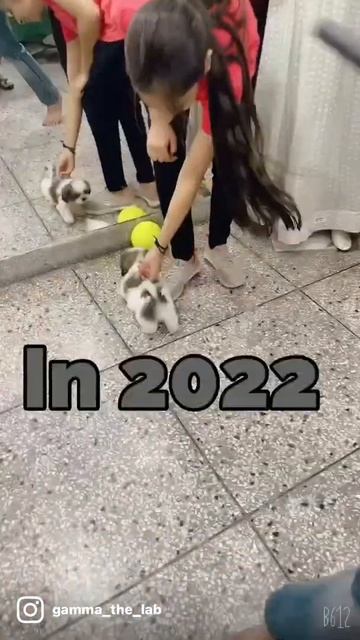 #gammathelab #dogsofinstagram #doglover #dogoftheday #dogarethebest #viral #treanding #reels смотреть онлайн