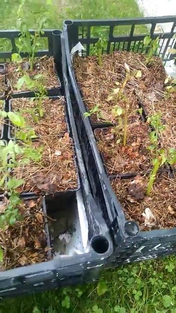 Голубика в бутылках ч2 смотреть онлайн