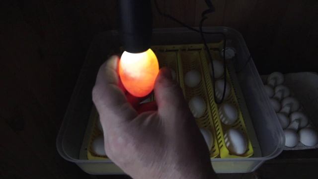 Просвечиваю яйца овоскопом смотреть онлайн