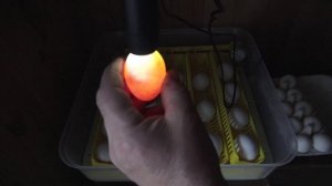 Просвечиваю яйца  овоскопом