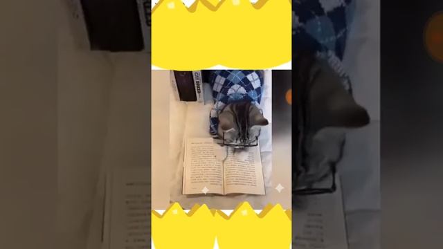 Крутые,и смешные жывотные.Видио для тех кто любит жевотных. смотреть онлайн