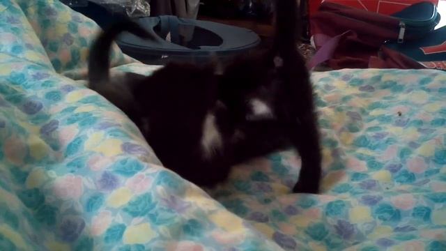 Nov 12, Day 46, best alarm clock(?) ever смотреть онлайн