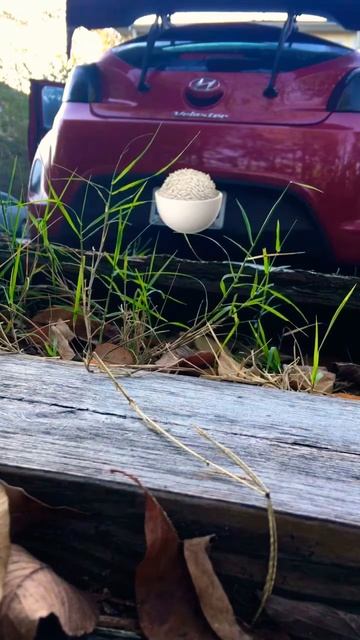 2013 Hyundao Veloster Cold Start смотреть онлайн