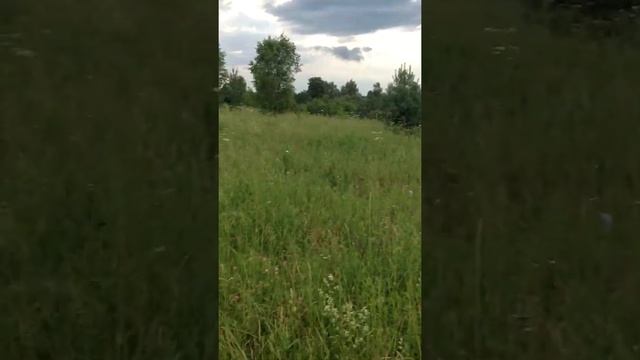 При обучении шалаек к 4 месяцам они знают команды 