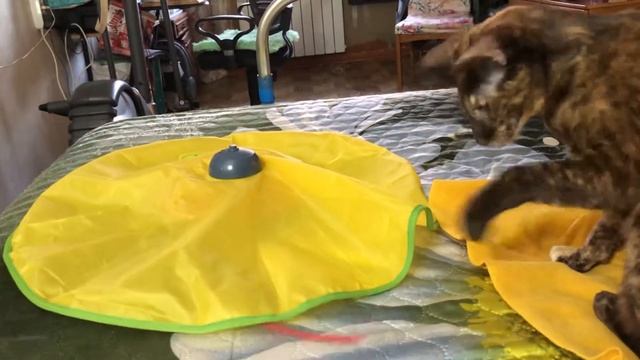 Новая игрушка у Несси #ориентальнаякошка #ориенталы #кошка #кошки#кошкивидео смотреть онлайн