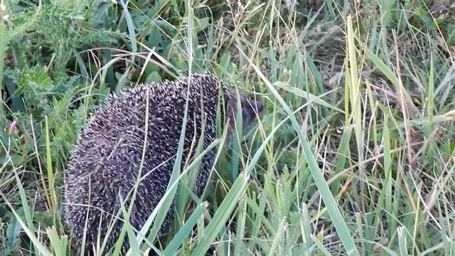 Ёжик 3 смотреть онлайн