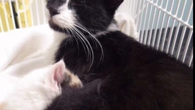 Люди проходящие мимо были в шоке ,когда открыли мешок смотреть онлайн