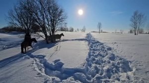 Уехал один в лес за очередной группой Башкирских лошадей | Очередные будни в деревне