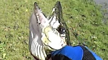 Рыбалка 2024 сентябрь. База Волжская Fishing 2024 September смотреть онлайн