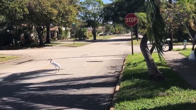 White Heron To Hunt On The Lawns Of Hollywood🦎Белая цапля охотиться на газонах Голливуда