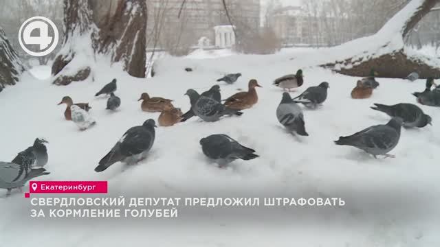 Свердловский депутат предложил штрафовать за кормление голубей смотреть онлайн