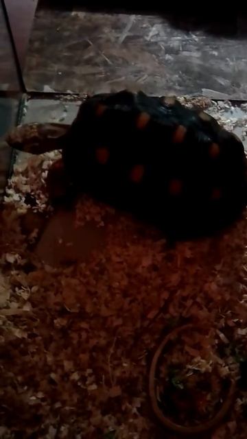 Я на выставке Красавицы и Чудовища 2 смотреть онлайн