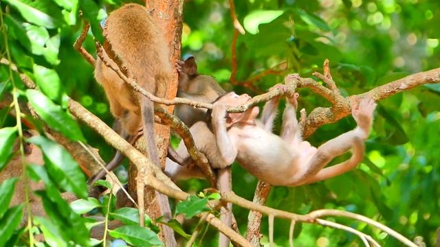 Many  Baby Monkey Compeating Above The Tree.