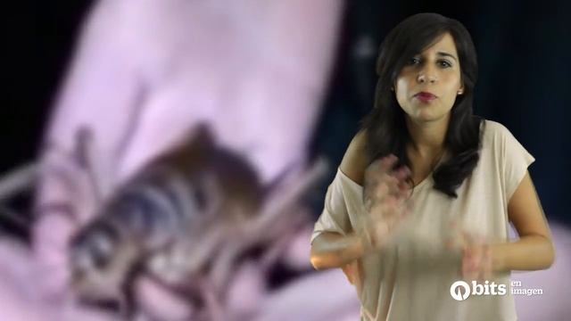 Impresionante: El insecto más grande del mundo, la Weta Gigante смотреть онлайн