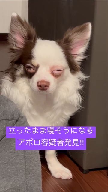 絶対寝ないワン🐶 #apolo #dog #ワチチはアポロ #アポロ #chihuahua #火曜サスペンス劇場 #ホシ #睡魔 #ねむい #sleepy #dogshorts #cute