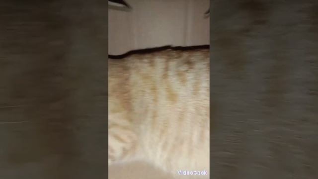 ini adalah semua foto dan video maxwell cats oyen/mimi смотреть онлайн