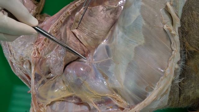 Anatomy of the Goat - Thoracic Cavity Part 1 смотреть онлайн