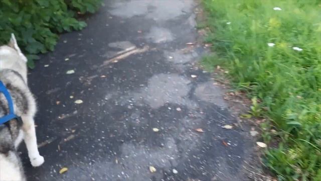 Обычный день необычного хаски смотреть онлайн