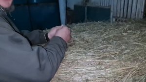 Деревенская жизнь/ Зачем в конюшне обязательно должен быть козел? КФХ Идиятуллин