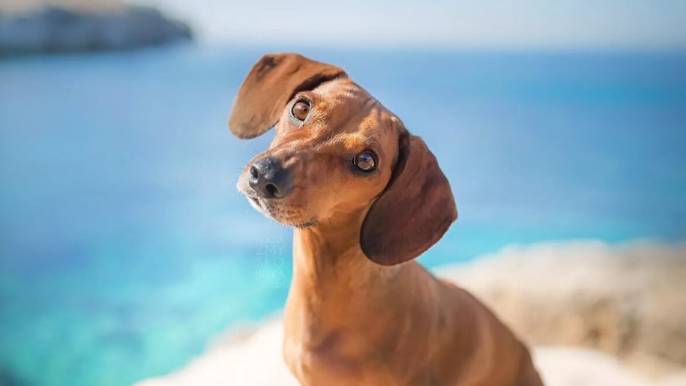 Зачем собаки наклоняют голову? 3 причины для милого жеста смотреть онлайн