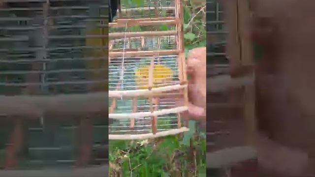 Caceria de Bajero | Bicudo | Pico de Plata 3 смотреть онлайн