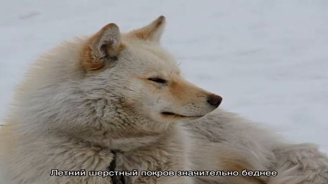 Чукотская ездовая