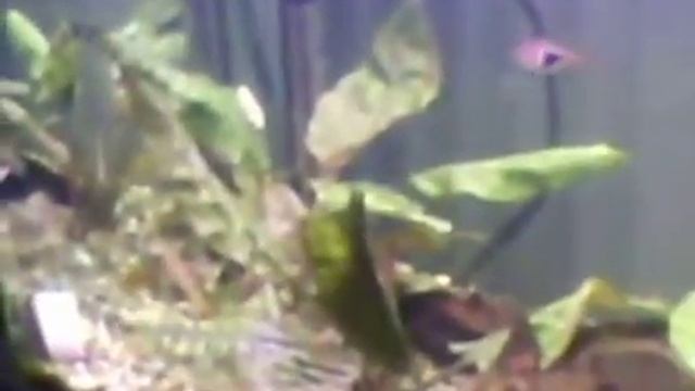 35L Betta Tank смотреть онлайн