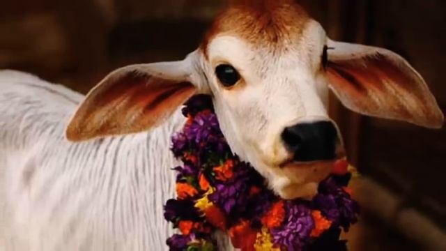 😱 இறந்தவர்கள் வீட்டிற்கு வரும் ஆடி அமாவாசை | ஆடி அமாவாசை 2024 | Aadi amavasai 2024 | смотреть онлайн