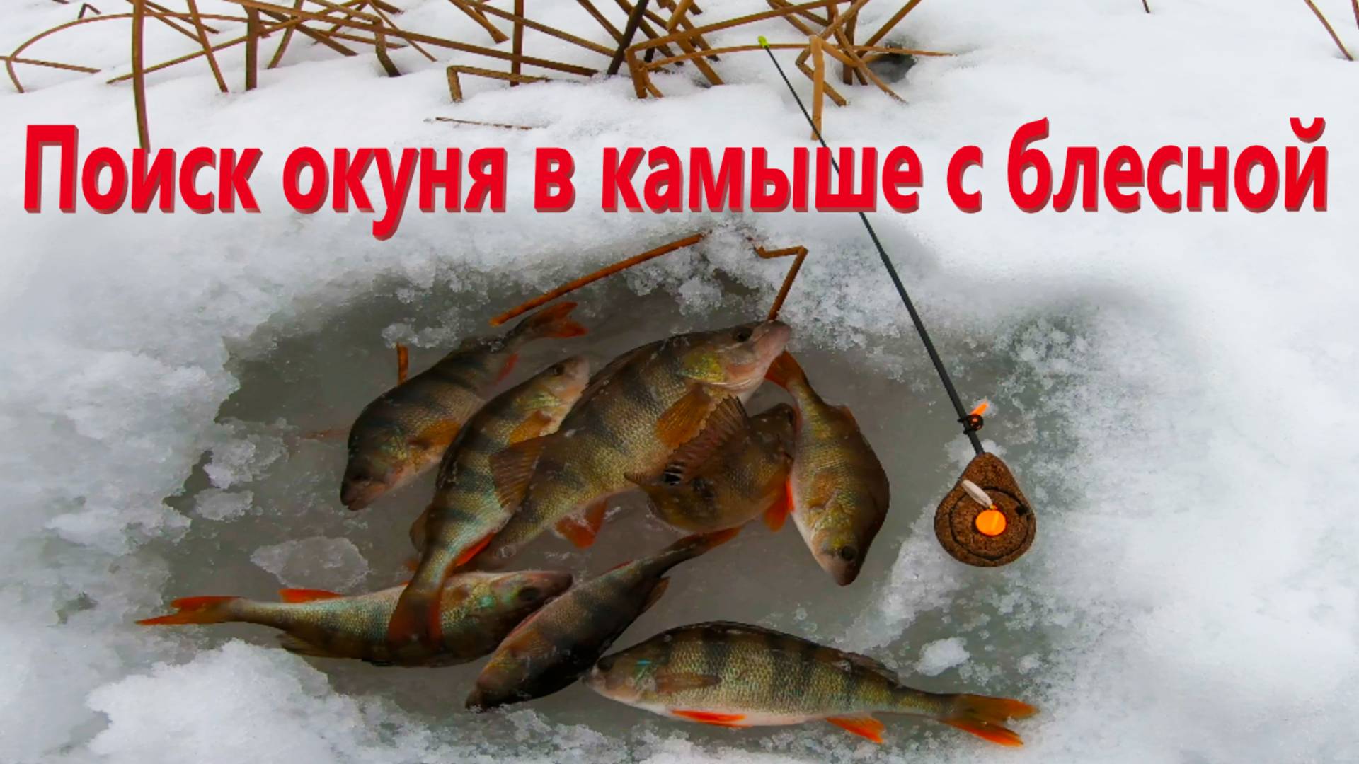 Поиск окуня в камыше с зимней блесной. Зимняя блесна Лексик смотреть онлайн