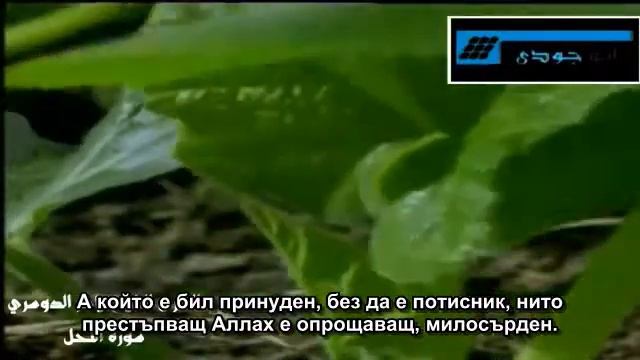 СУРА ПЧЕЛИТЕ (АН-НАХЛ) 16_112-119 смотреть онлайн