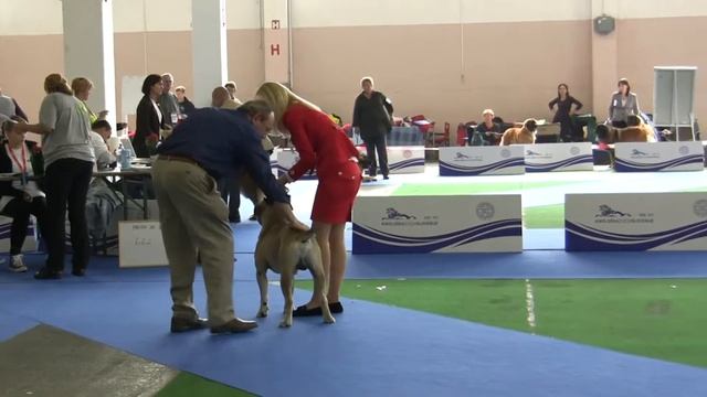 SKVPM CLUB WINNER males open / кобели открытый класс.MTS