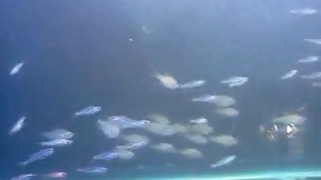 Apogon смотреть онлайн