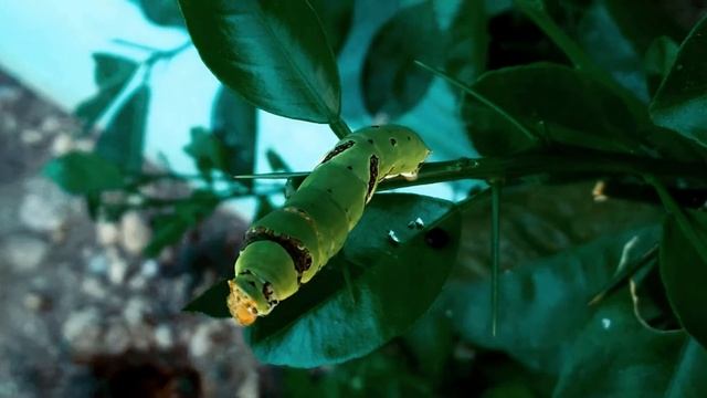 Cute Caterpie (Papilio Polytes Caterpillar) смотреть онлайн