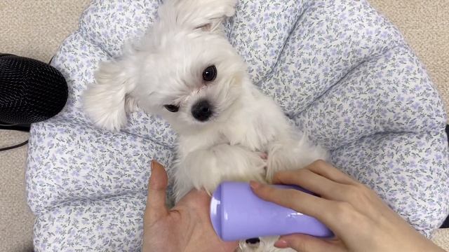 [ASMR] 반려견 케어 + 관리 용품 공유💙 смотреть онлайн