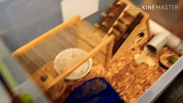 Всё о сирийских и джунгарских хомяках.🐹😻🐹🥰❤/1 видео./Mery  Pets.