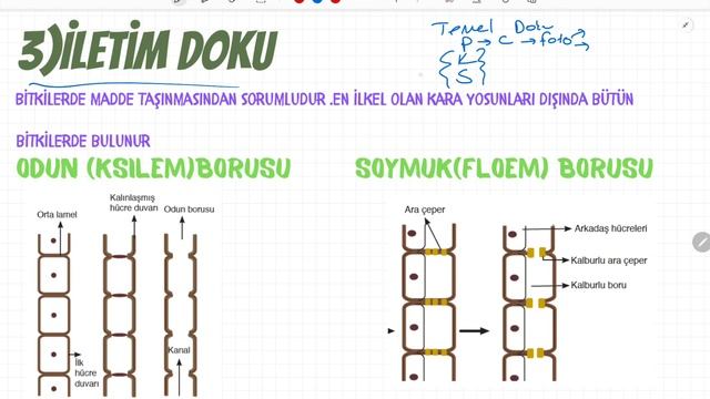 AYT BİTKİ BİYOLOJİSİ / BİTKİSEL DOKULAR #ayt #yks смотреть онлайн
