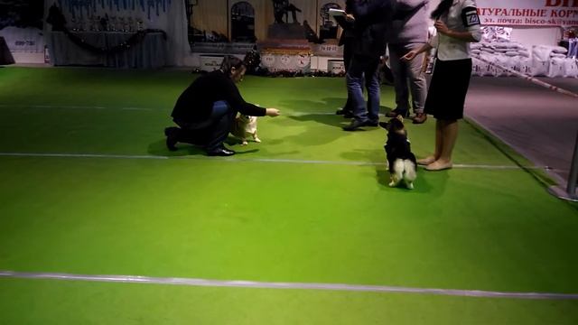 Динь Динь 10.12.2016 Ставрополь Сас эксперт Белкин А