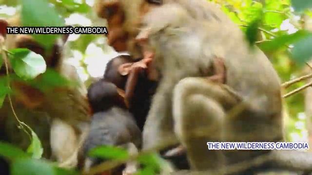 #POORBABYNEWBORN...#POOR CALVIN SO HUNGRY BUT NO MILK WITH FEELING DEEP SAD смотреть онлайн