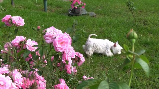 Вестик-Маленький принц